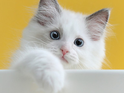 ㅅㅅㅋㅋㅋ 양양이